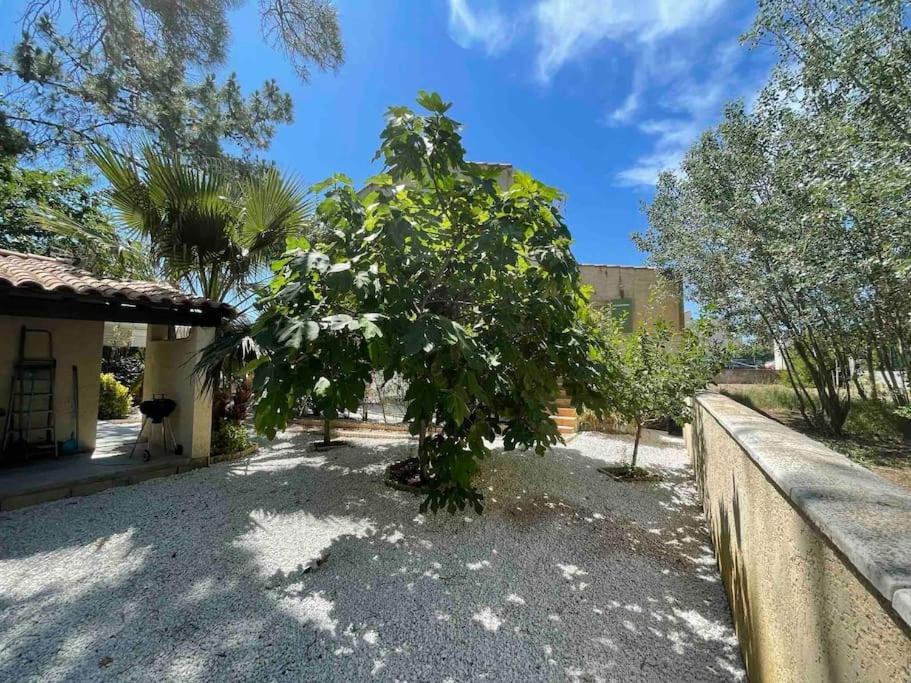 Marseillan Plage Studio Independant Екстер'єр фото